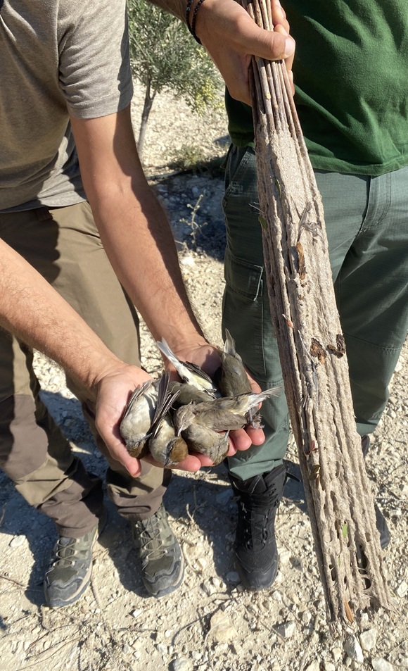 Cyprus Bird Protection Camp / Final Report Autumn 2025